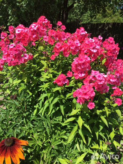 Флоксы, гипсофила. Неприхотливые многолетники