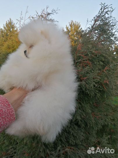 Померанский шпиц