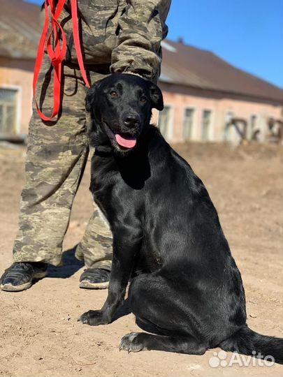 Барсик