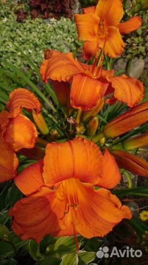 Многолетние цветы