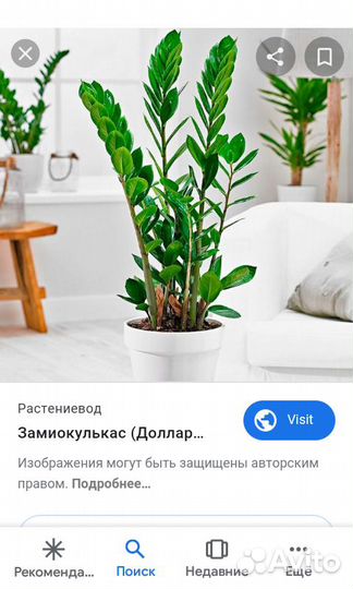 Долларовое дерево