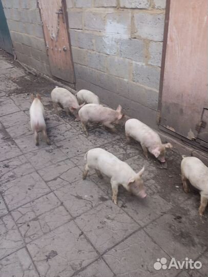 Поросята ландрас