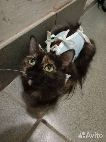 Пушистая милаха