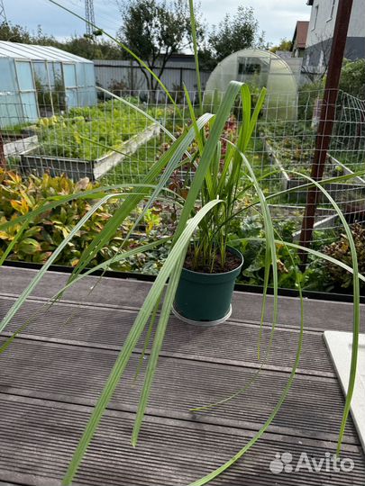 Молочай, финиковую пальму