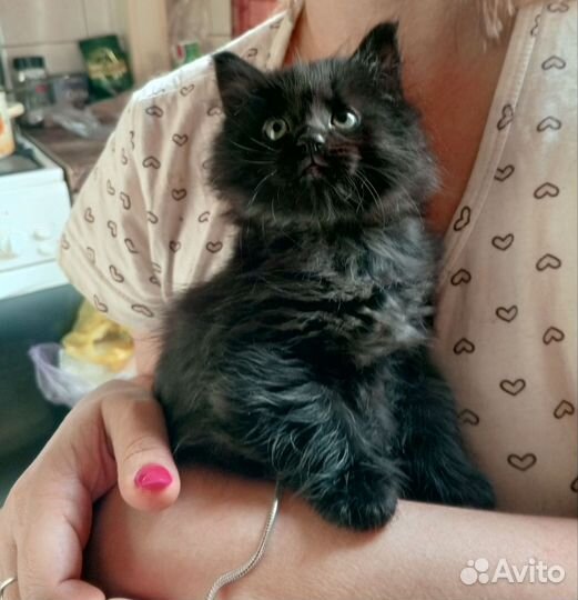 Сибирские котята