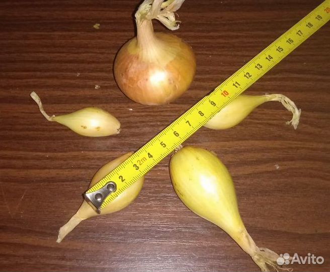 Лук-севок Жёлтый 