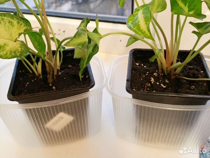 Сингониумы