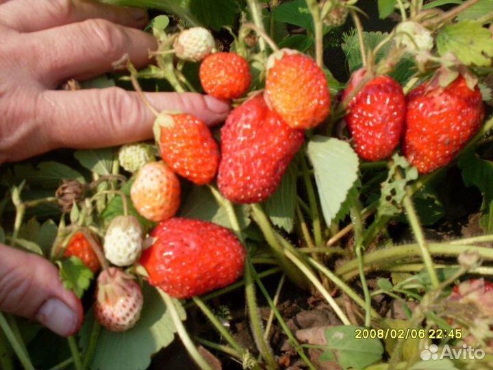 Помидоры,щавель,укроп,перец крупный болгарский