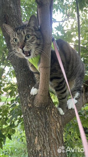 Самый лучший кот