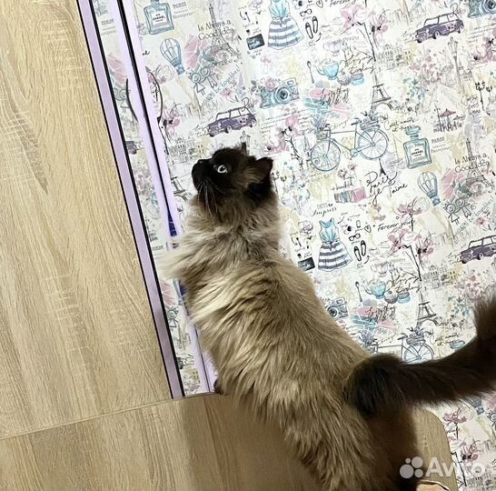 Отдам в добрые руки
