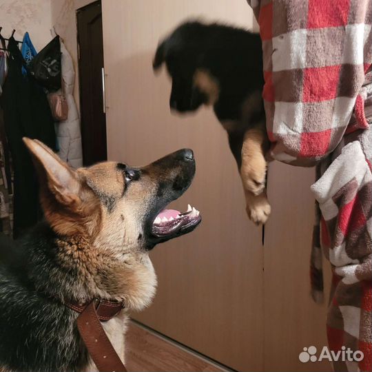 Овчарка кобель