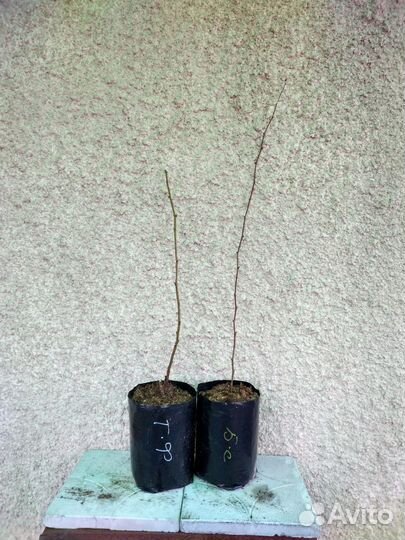 Саженцы ежевики Торнфри и др