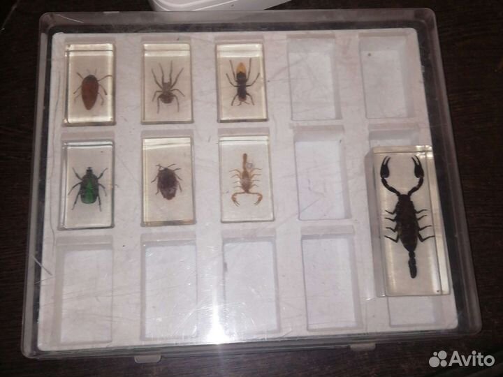 Насекомые в стекле