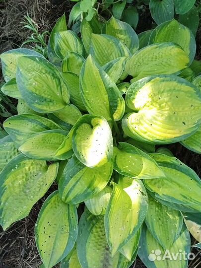 Хоста растение