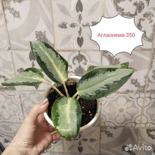 Толстянка