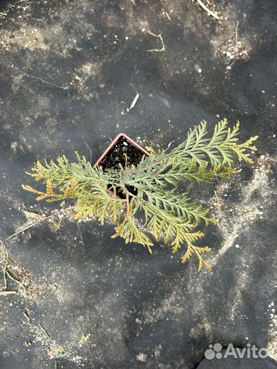 Туя западная Брабант