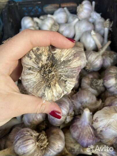 Чеснок