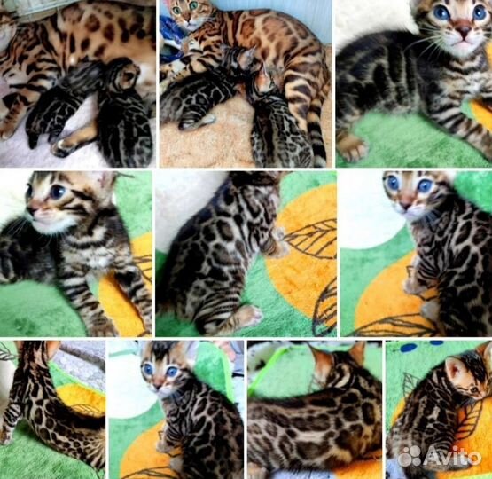 Бенгальский кот (вязка)