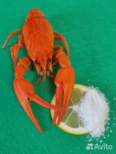 Раки Живые и Варёные