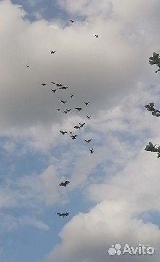 Кураховские голуби