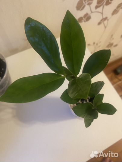 Замиокулькас