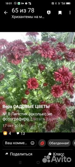 Хризантемы и примулы махровые