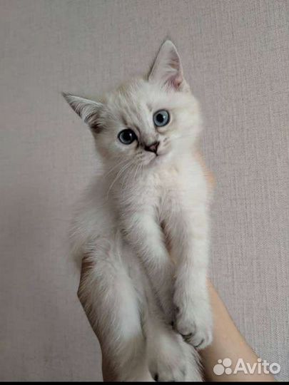 Британские котята