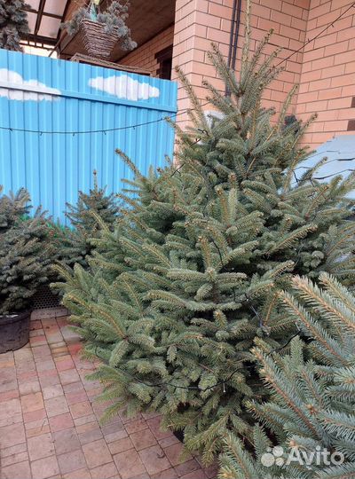 Ель 2.5м