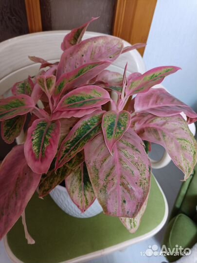 Аглаонема Сальмон фэнтези
