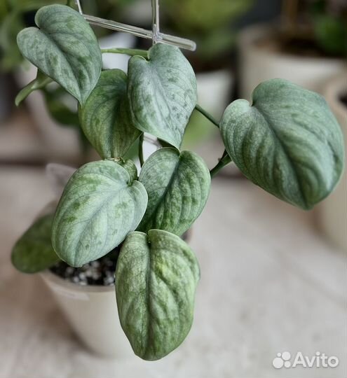 Сциндапсус Silver Tattoo