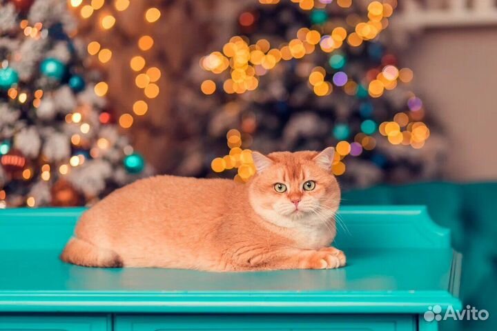 Золотая шиншилла ny12 Вязка