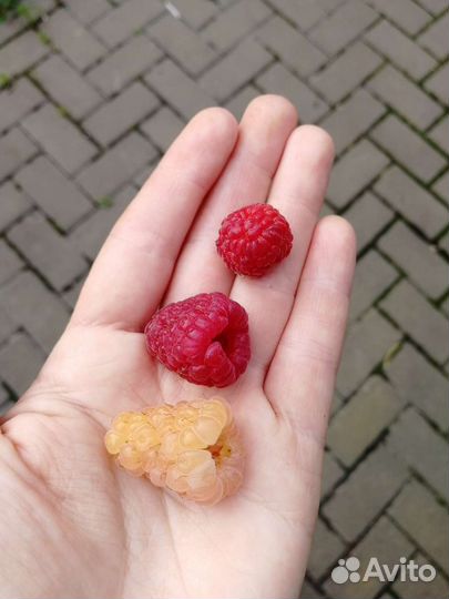 Ремонтантная малина