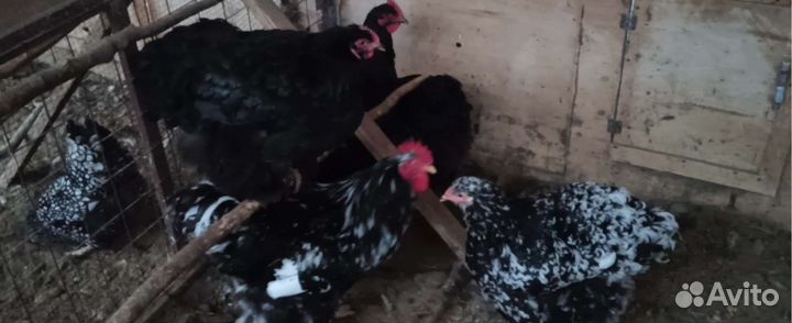 Цыплята от породных кур