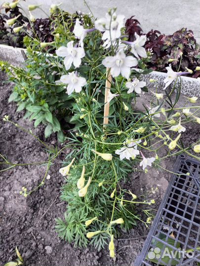 Дельфиниум многолетний