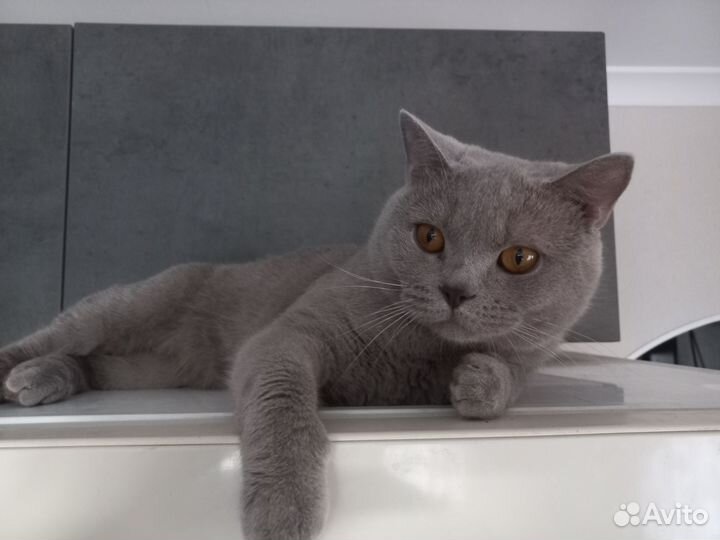 Британская