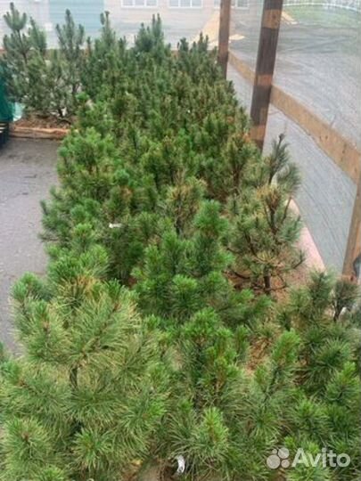 Кедр сибирский