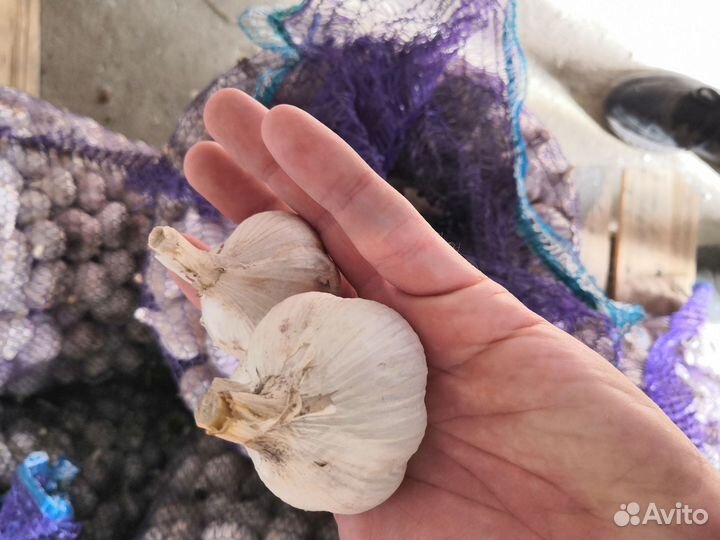 Чеснок