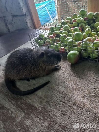 Нутрии на племя