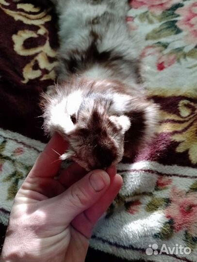 Шкура песца, лисы