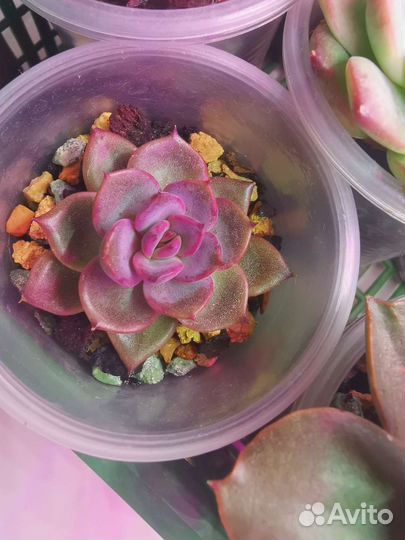 Echeveria Black roy