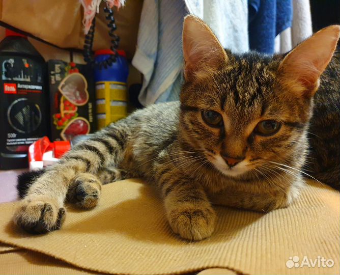 Мишелька уже не верит, что ее мама найдётся