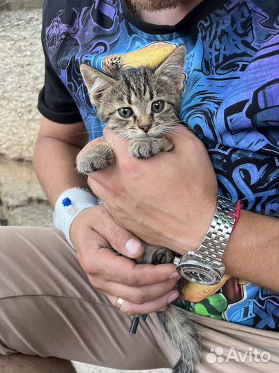Котята в добрые руки мальчики