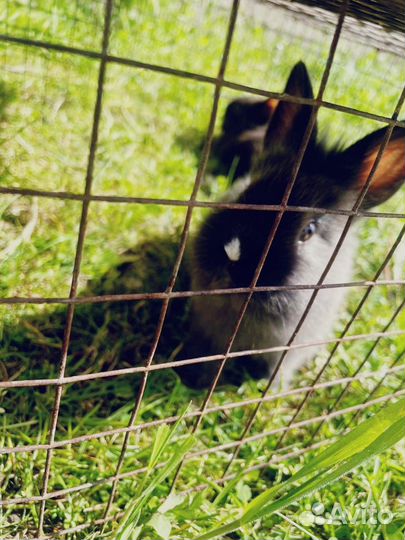 Карликовый кролик