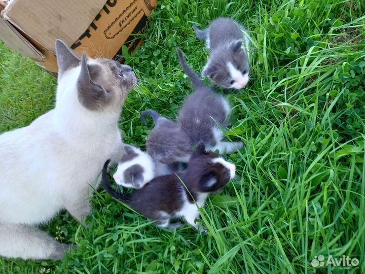 Котята в дар