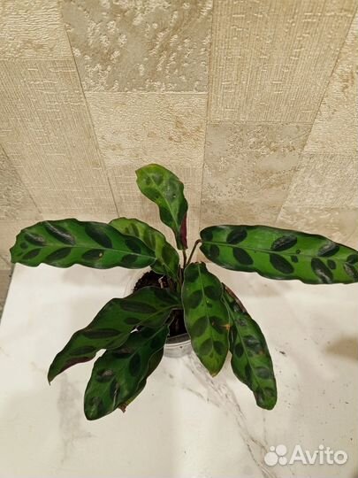 Калатея лансифолия