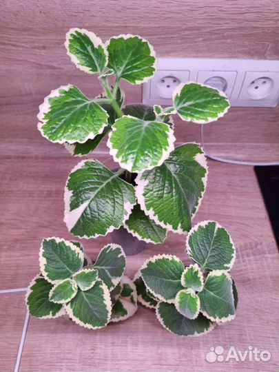 Плектрантус или комнатная мята, 3 сорта