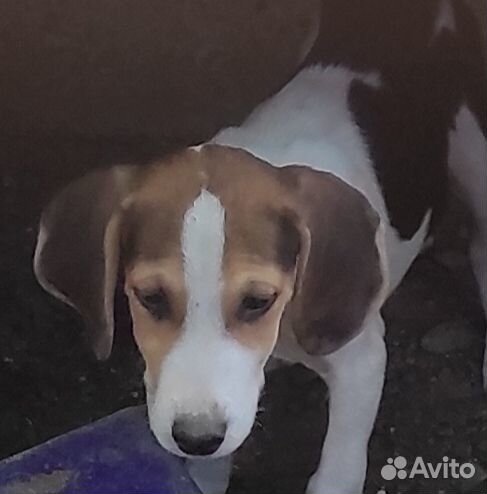 Бигль щенки