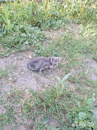 Котята в добрые ручки