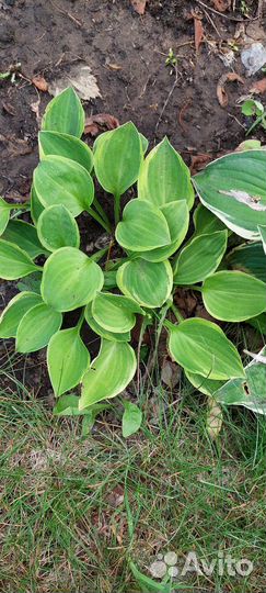 Растения для сада