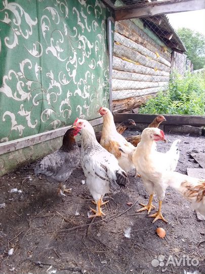 Молодые петухи